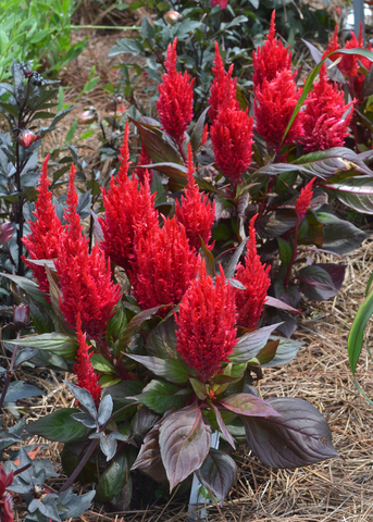 Red plumes bloom above dark foliage.