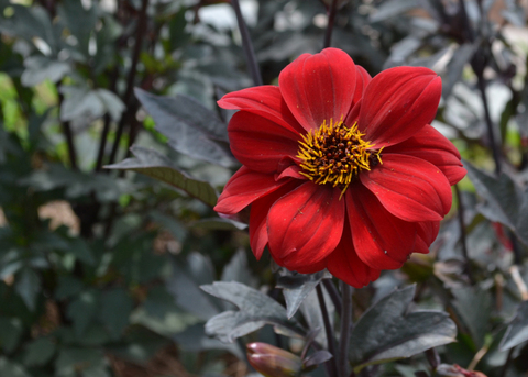 Red flowers bloom on dark leaves.