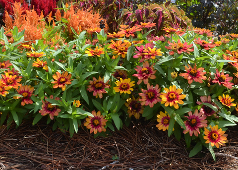 A plant covered in orange flowers grows in a landscape bed.