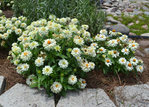 A plant covered in white flowers grows in a landscape bed.