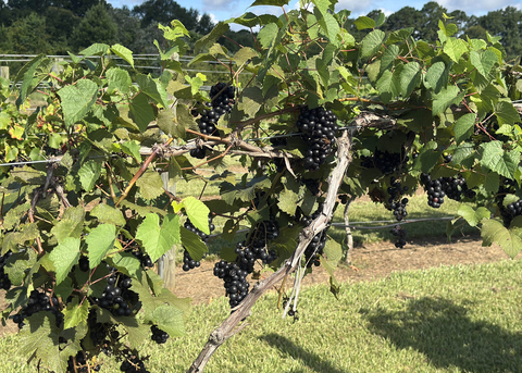 Vines with clusters of dark grapes grow on a wire trellis.