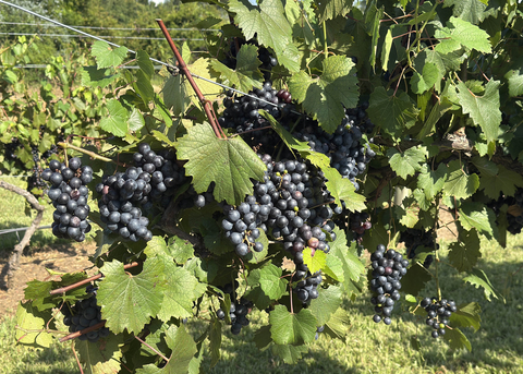 Vines with clusters of dark grapes grow on a wire trellis.