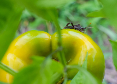 A black insect sits on a green vegetable.