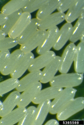 Magnified view of a cluster of shiny, oblong, yellowish eggs.