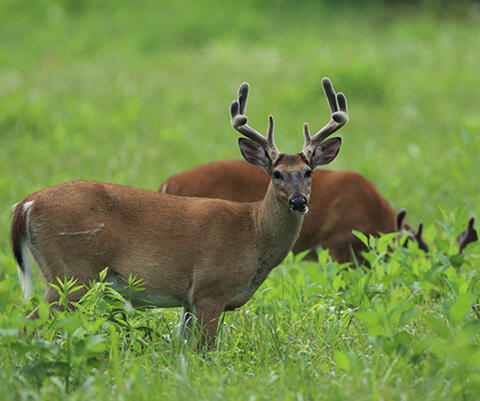 Whitetail deer in velvet in food plot