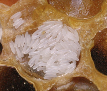 Closeup of a honey comb cell filled with eggs that resemble grains of white rice.
