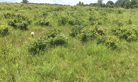 A field with grasses and many small, bushy post oak saplings.