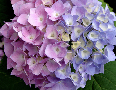 A single hydrangea flower with pink flowers on the left side and blue flowers on the right.