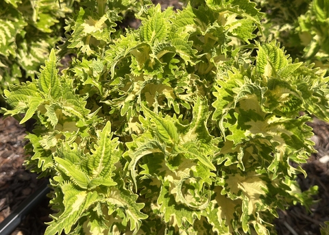 Bright green, ruffled leaves grow on a plant.