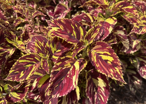 A plant has red leaves edged and highlighted in green.