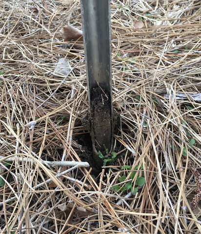 Close-up of a soil probe in the ground. Vegetation and pine needles have been removed from the probe area.