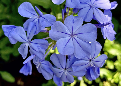A cluster of blue flowers. Each has five petals. 