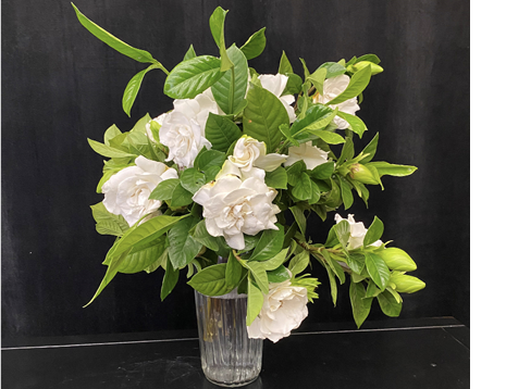 A bouquet of gardenias in a clear vase filled with flower solution.