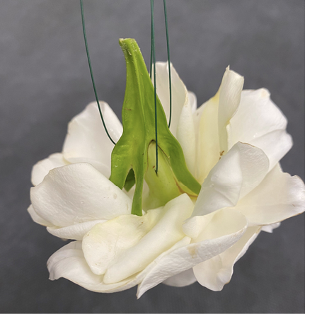 Close-up of the upturned head of a garden flower, showing the underside cross-wired with floral wire.