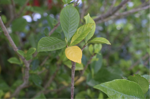 Green gardenia leaves on a branch, one leaf is yellow and a few are starting to yellow.