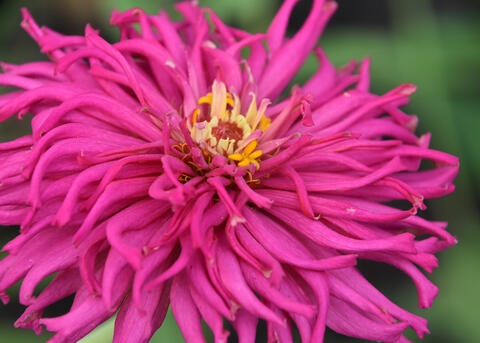 A vivid pink bloom has twisted petals.