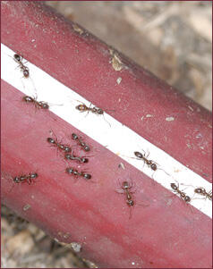 Close-up of a garden hose with an ant trail on it.