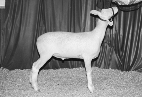 Dorset sheep. Medium sized with white wool.