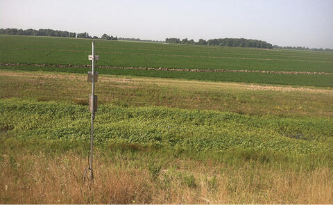 TWR ditch in summer (June). The ditch is full of tall, green weeds, and the surrounding field is green.