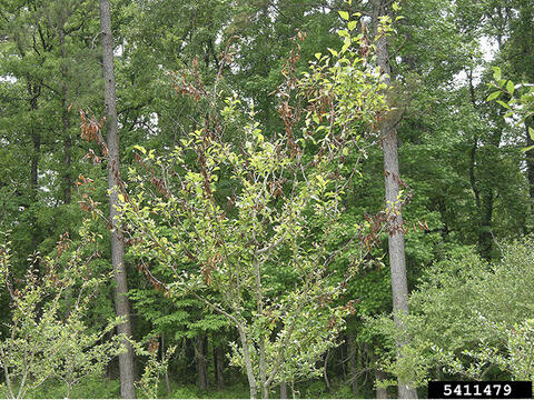 Tree with some branch tips having darker leaves.