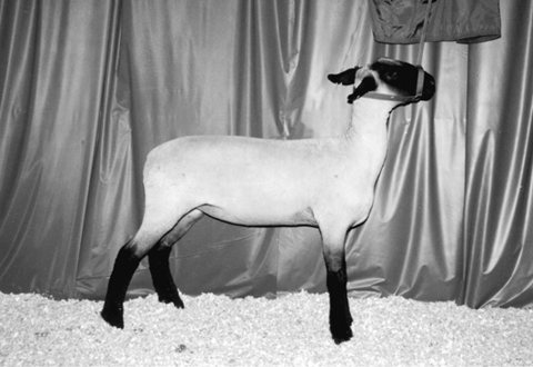 Hampshire sheep. Medium to large sized with white wool and a black face and feet.