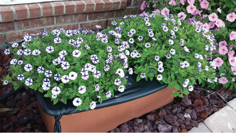 White and purple flowers growing out of a brown box. 
