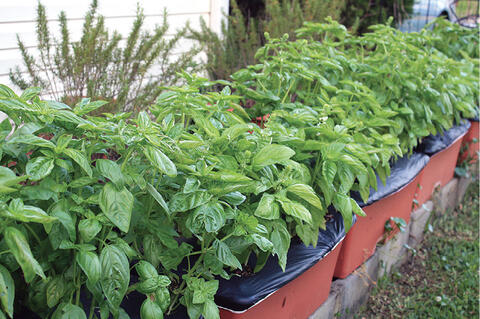 Leafy green basil plants in brown irrigated containers. 