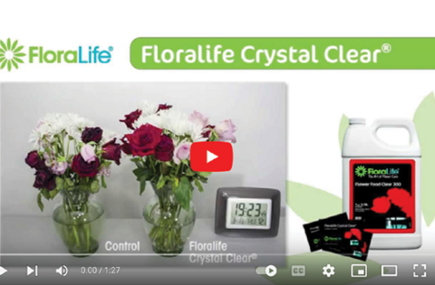 Screen capture from a video about proper use of flower food.