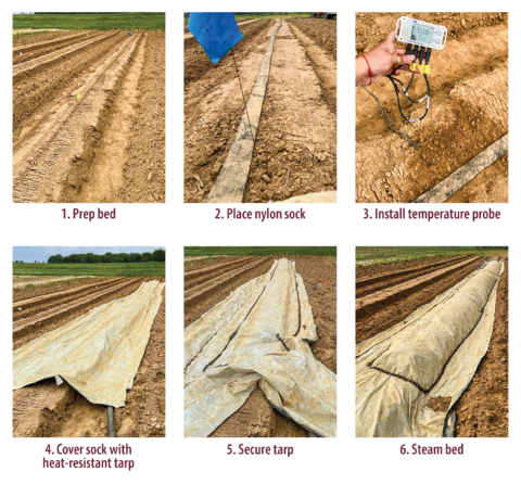 A step-by-step demonstration to prepare a bed for soil steaming. 1. Prep bed. 2. Place nylon sock. 3. Install temperature probe. 4. Cover sock with heat-resistant tarp. 5. Secure tarp. 6. Steam bed. 