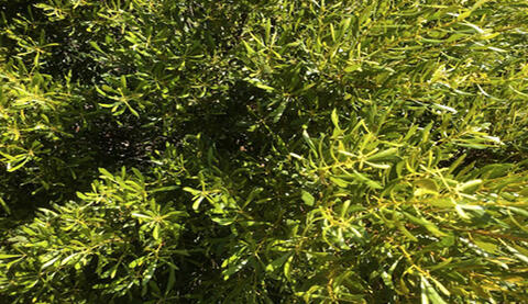 Thin, green wax myrtle leaves. 