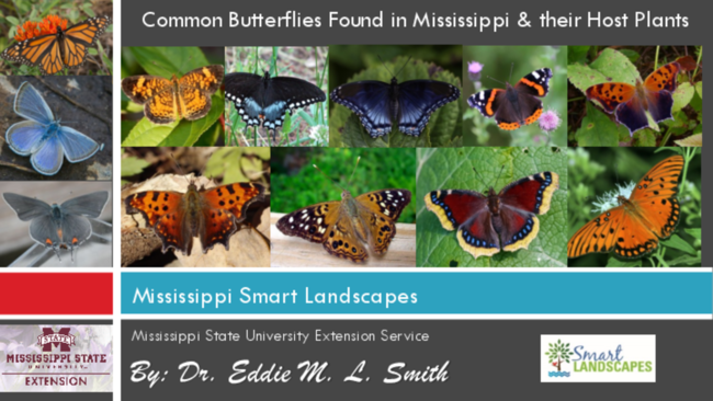 Preview of Mississippi Smart Landscapes - Common Butterflies Found in Mississippi & Their Host Plants